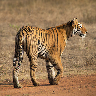 Tadoba - Tigress